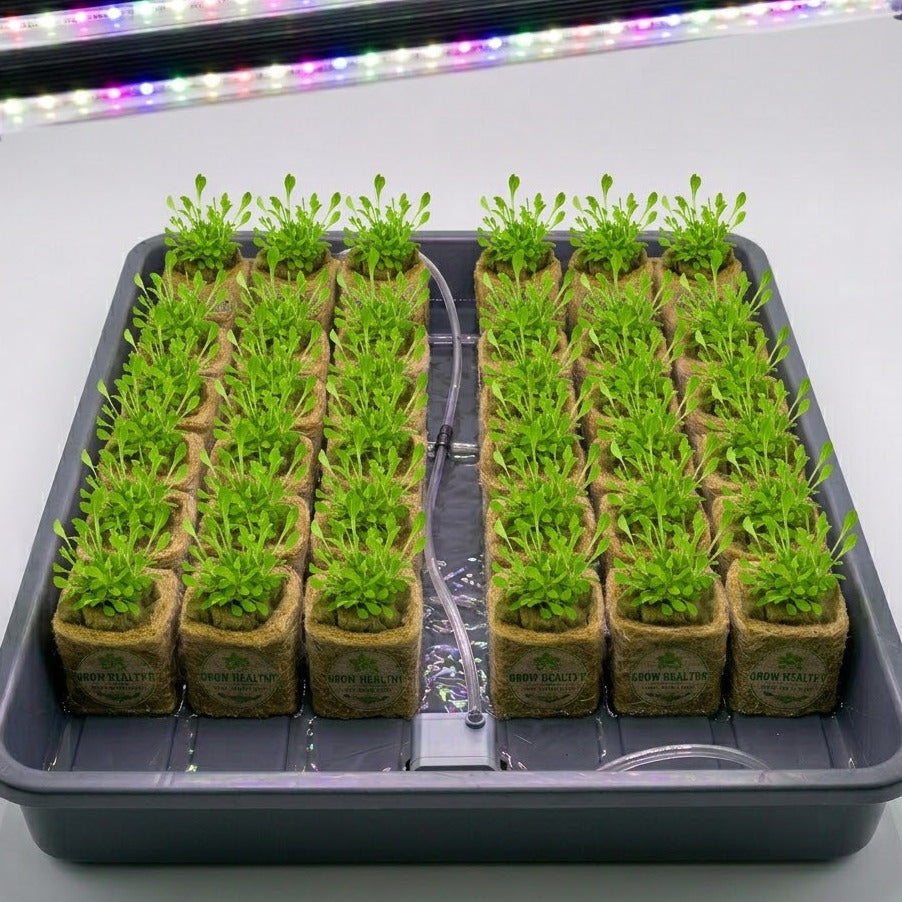 All Star Lettuce Mix Hydroponic Seedling Grow Healthy Eat Healthy