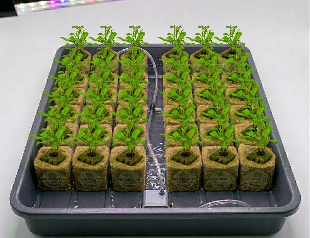 Arugula Hydroponic Seedling Grow Healthy Eat Healthy