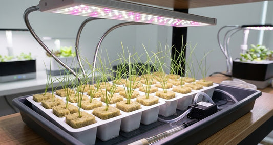 Garlic Chive Hydroponic Seedling Grow Healthy Eat Healthy
