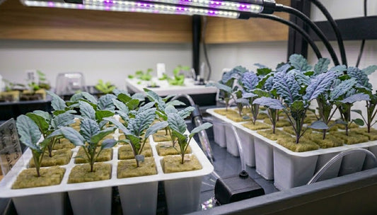 Dazzling Blue Kale Hydroponic Seedling Grow Healthy Eat Healthy