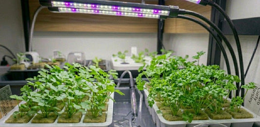 Parsley Hydroponic Seedling Grow Healthy Eat Healthy