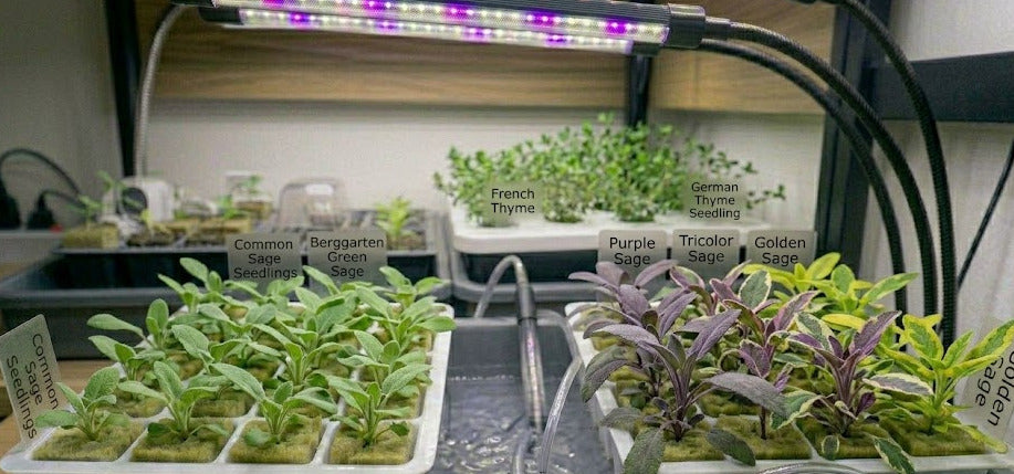 Sage Hydroponic Seedling Grow Healthy Eat Healthy