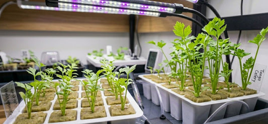 Celery Hydroponic Seedling Grow Healthy Eat Healthy