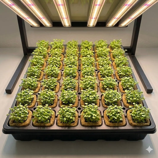Watercress Hydroponic Seedling Grow Healthy Eat Healthy