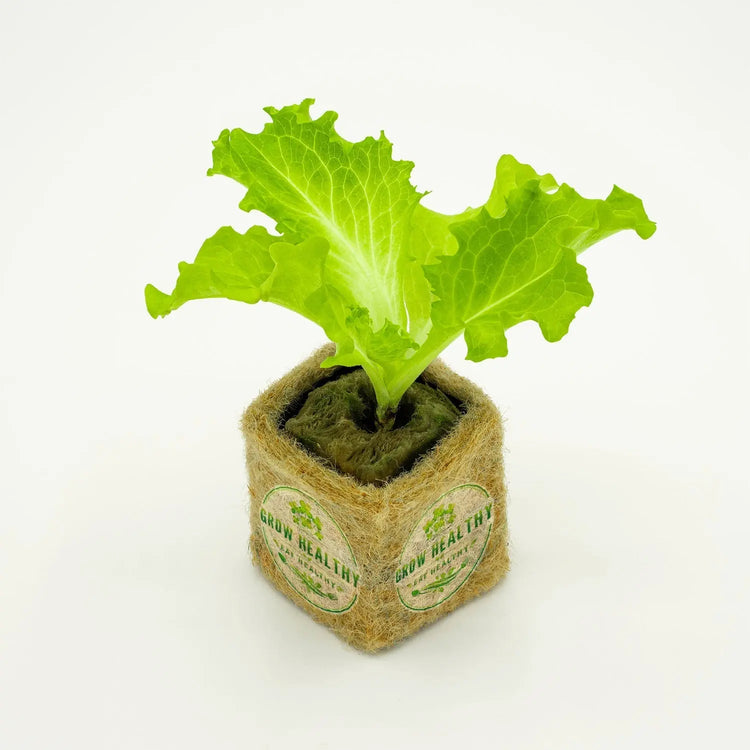 Lettuce Hydroponic Seedling Collection - Grow Healthy Eat Healthy