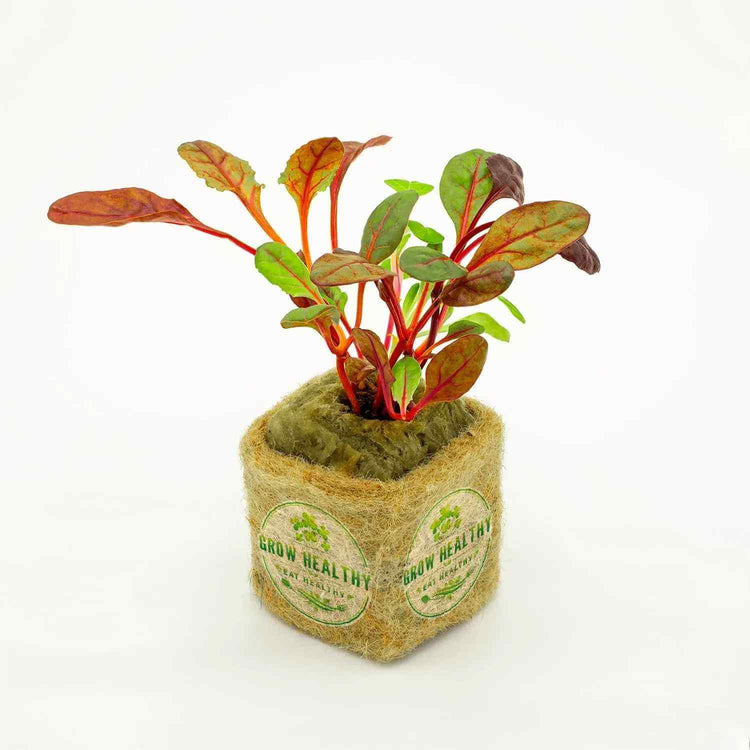 Hydroponic Vegetable Seedlings - Grow Healthy Eat Healthy