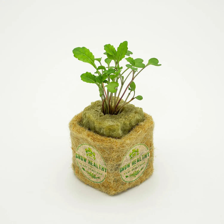 Kale Hydroponic Seedling Collection - Grow Healthy Eat Healthy