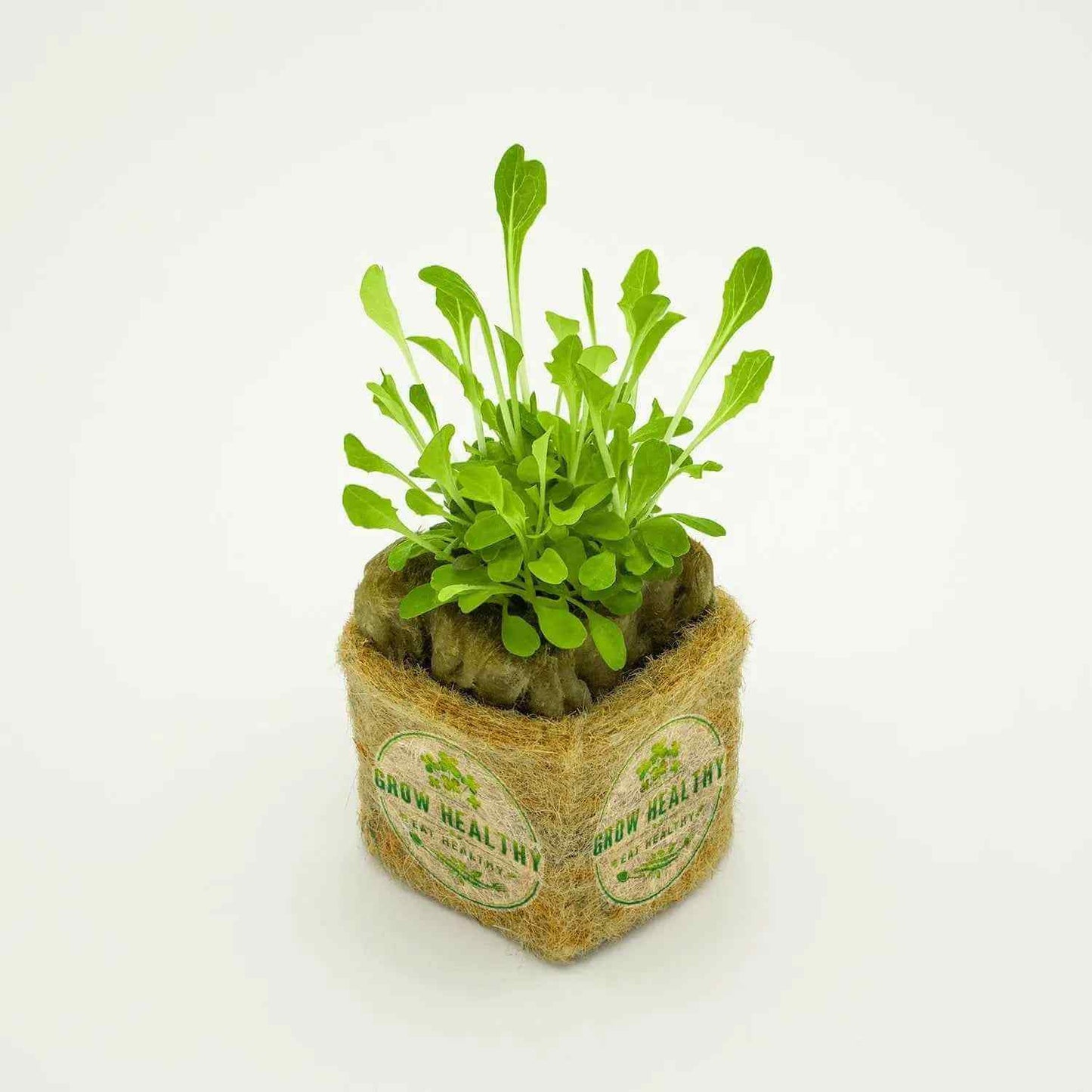 All Star Lettuce Mix Hydroponic Seedling