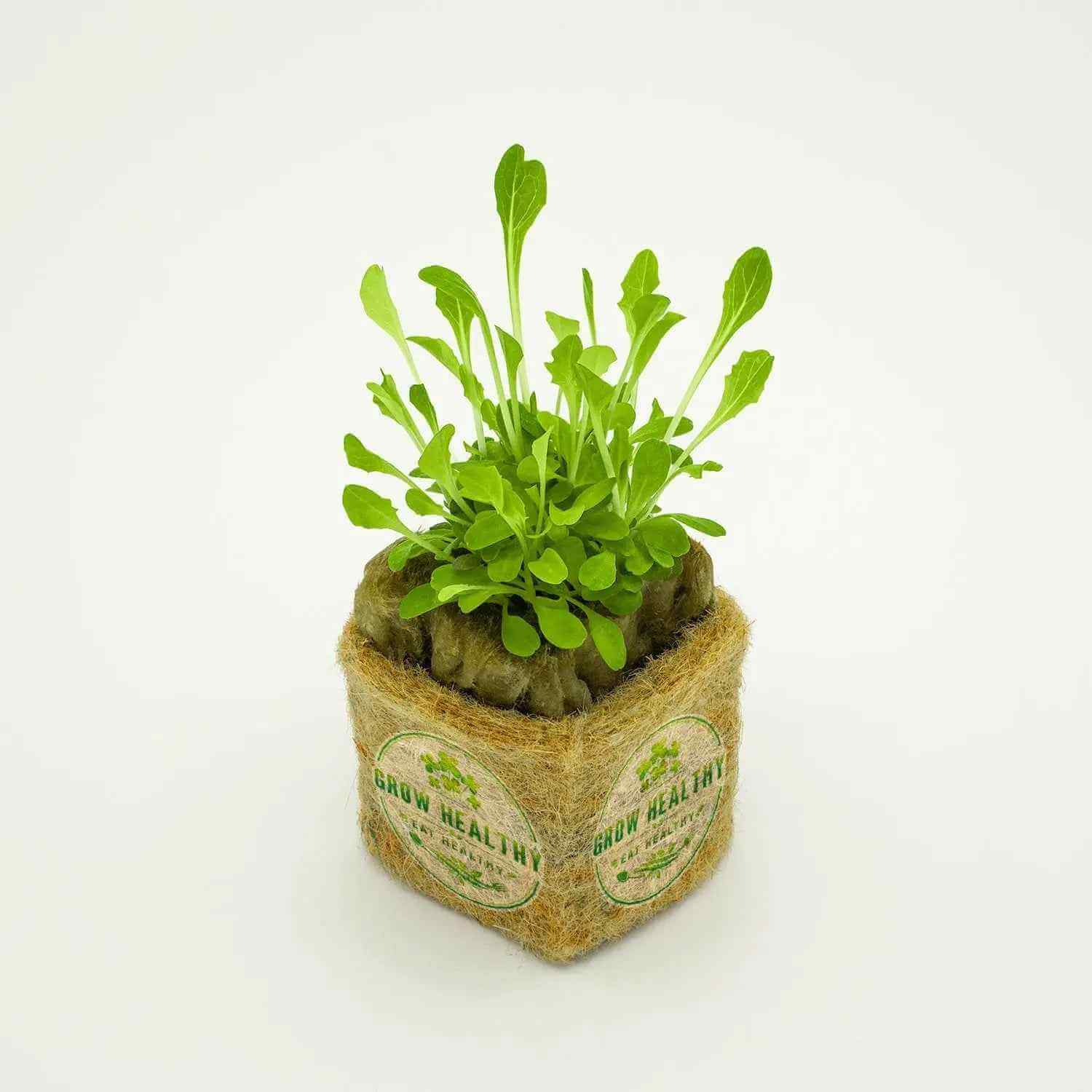 All Star Lettuce Mix Hydroponic Seedling