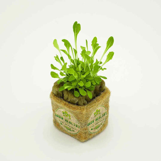 All Star Lettuce Mix Hydroponic Seedling