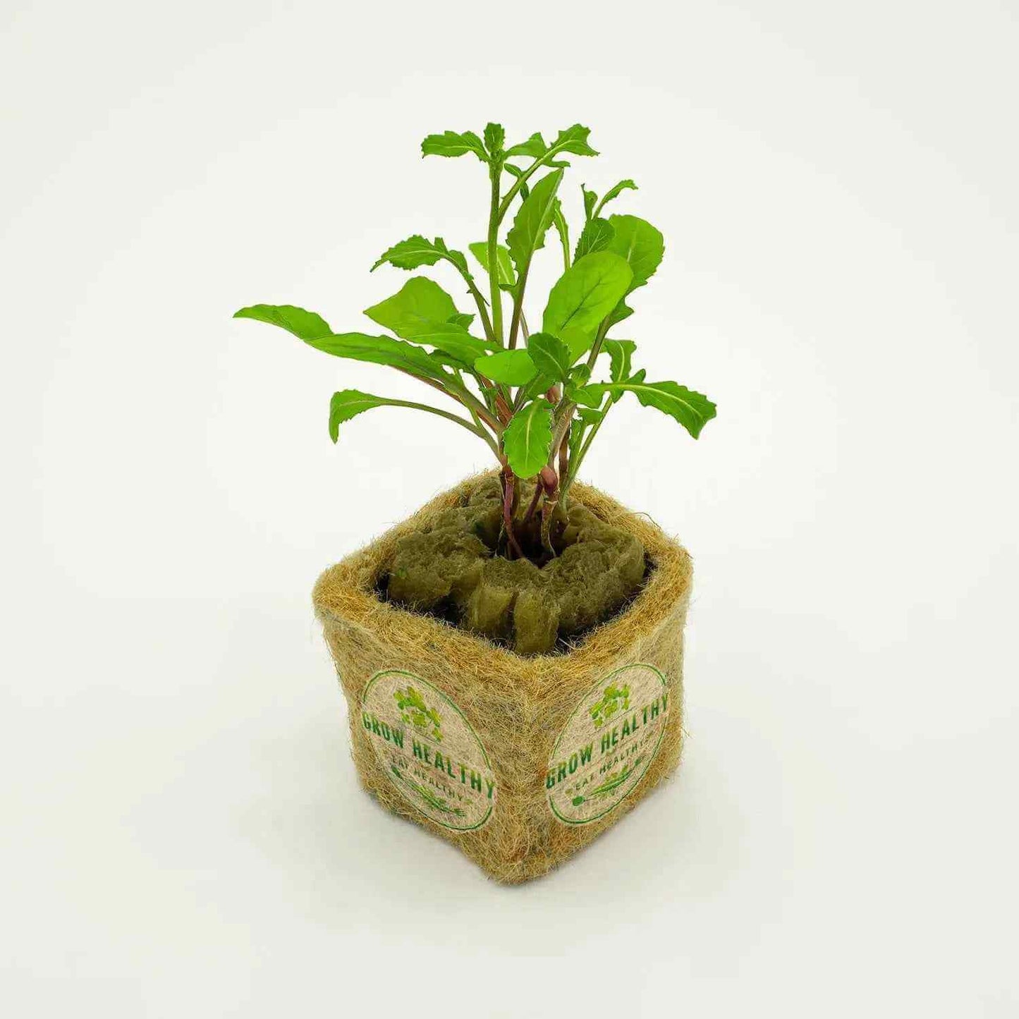 Arugula Hydroponic Seedling