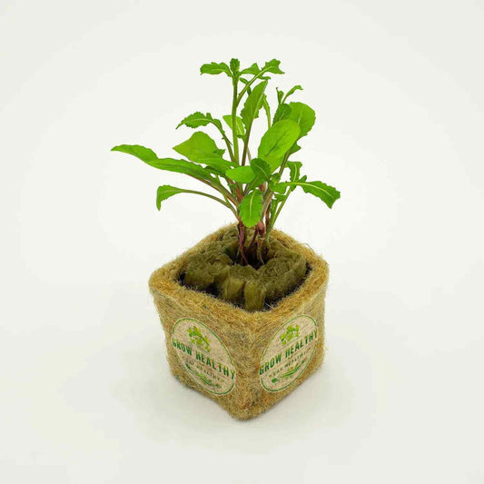 Arugula Hydroponic Seedling
