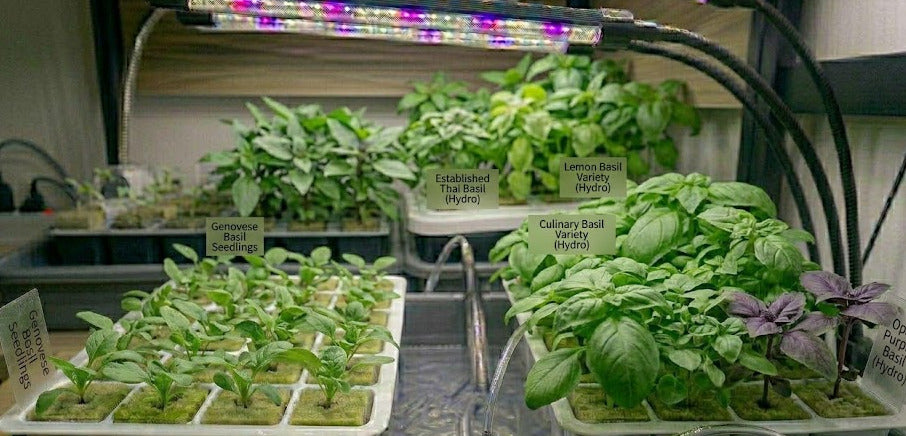 Basil Hydroponic Seedling Grow Healthy Eat Healthy