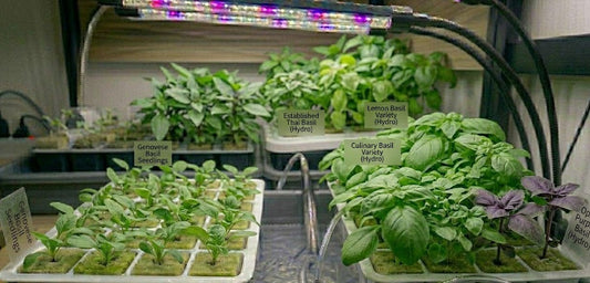 Basil Hydroponic Seedling Grow Healthy Eat Healthy