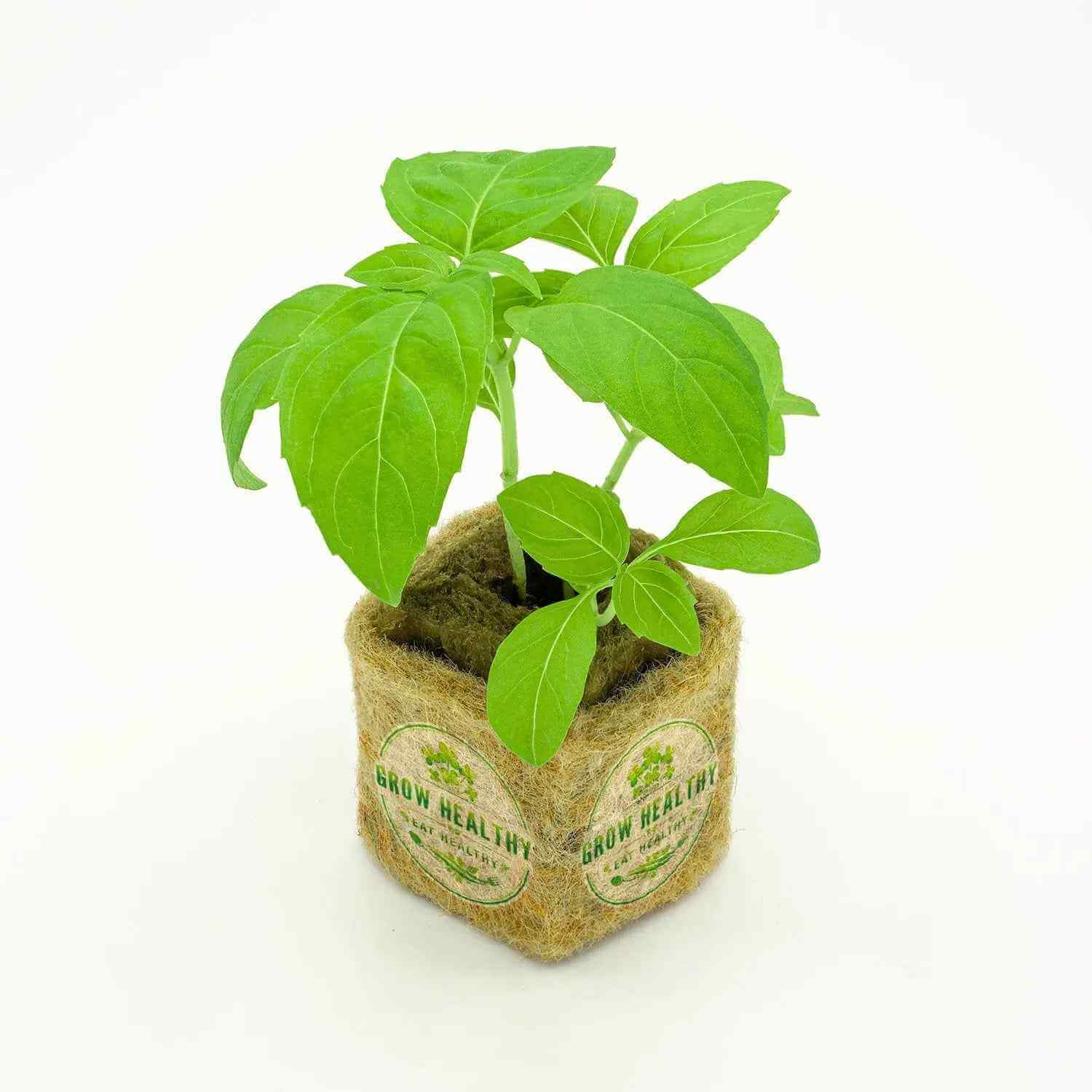 Basil Hydroponic Seedling