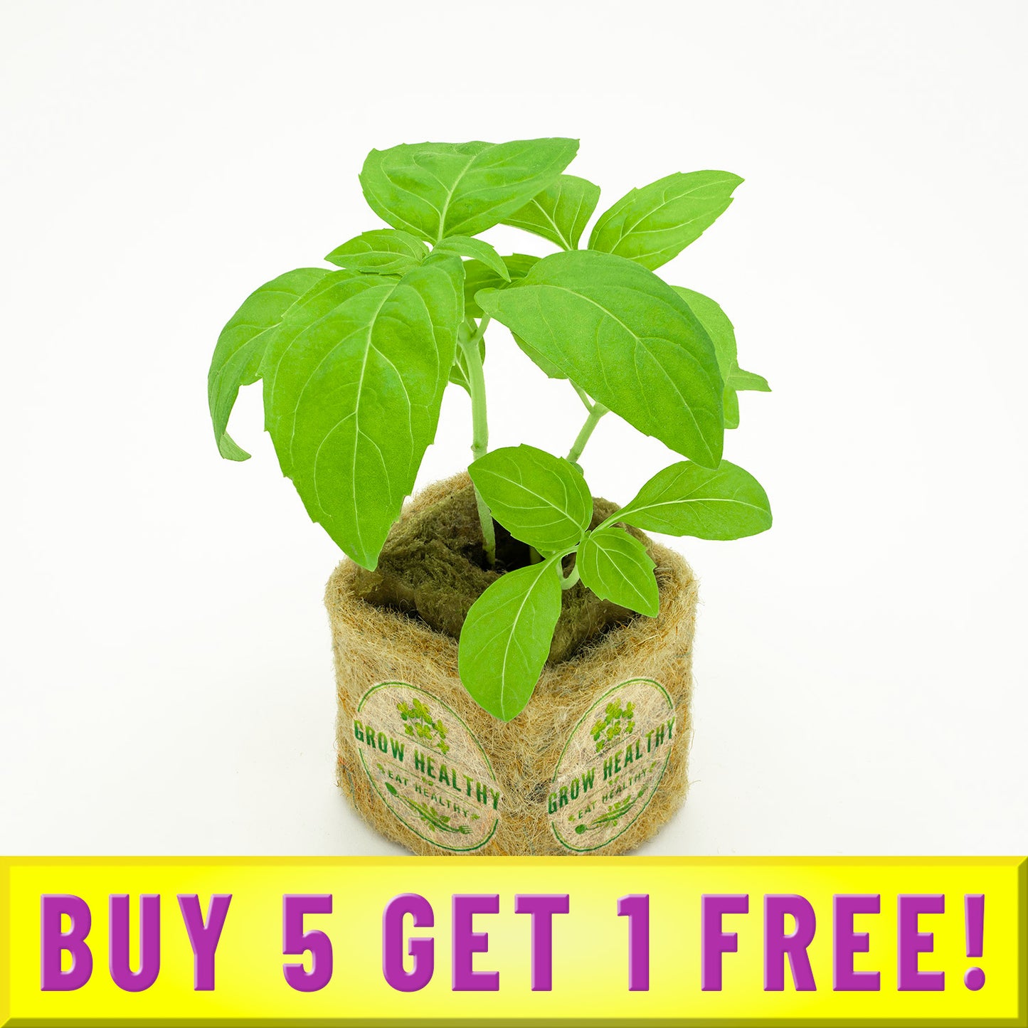 Buy 5 Get 1 Free Basil Seedling