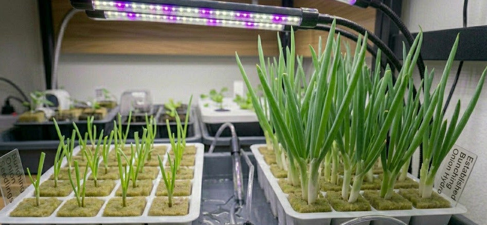 Bunching Onion Hydroponic Seedling Grow Healthy Eat Healthy