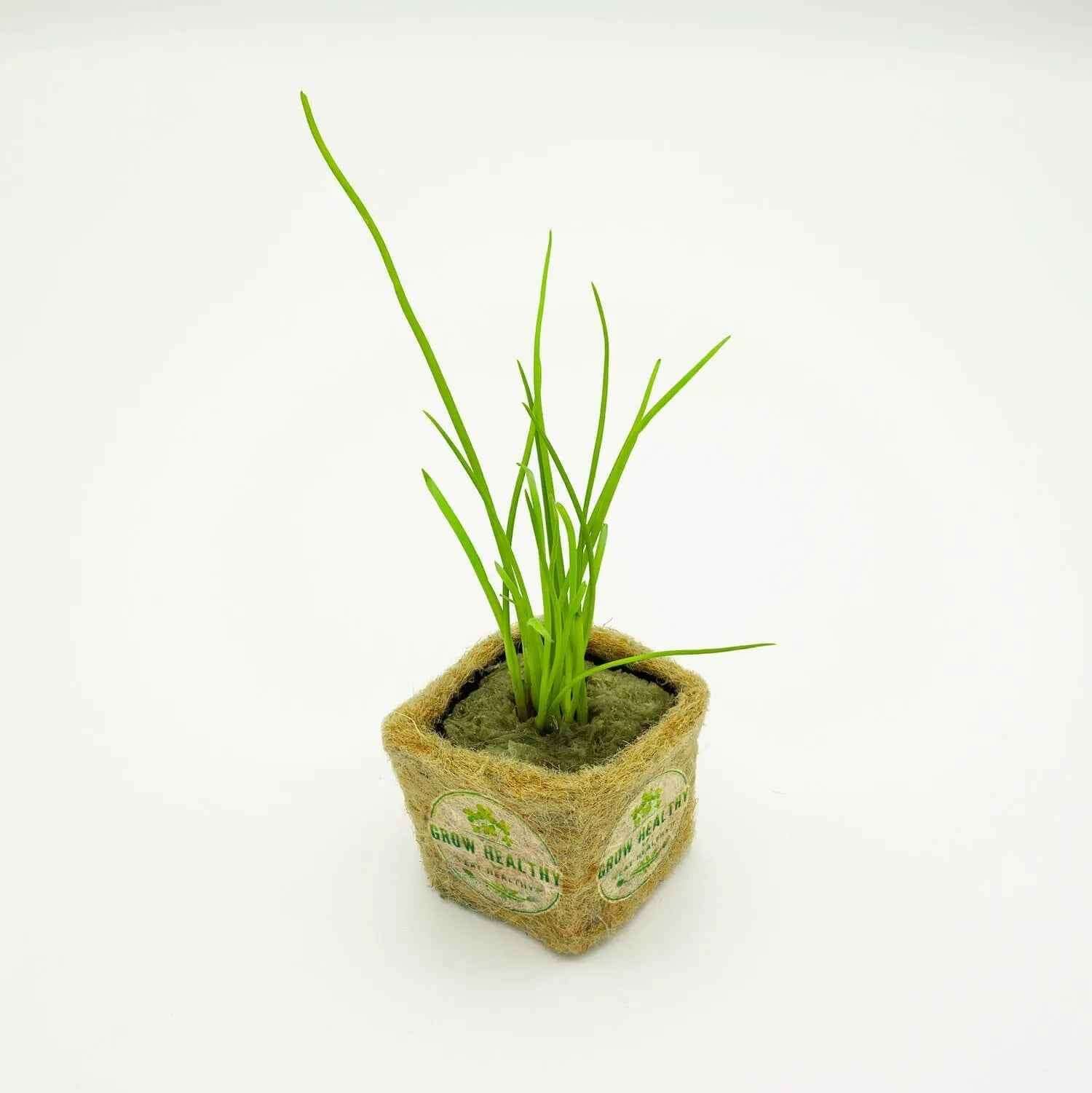 Bunching Onion Hydroponic Seedling