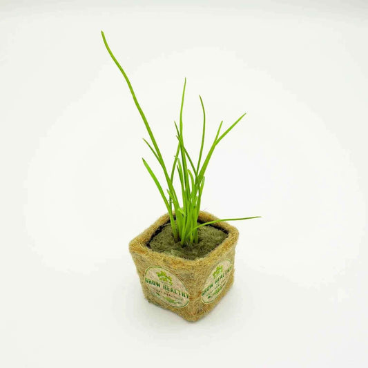 Bunching Onion Hydroponic Seedling