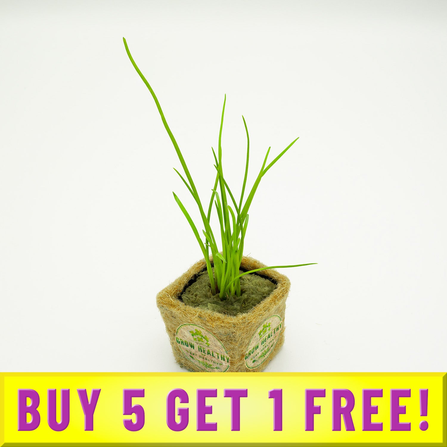 Buy 5 Get 1 Free Bunching Onion Seedling