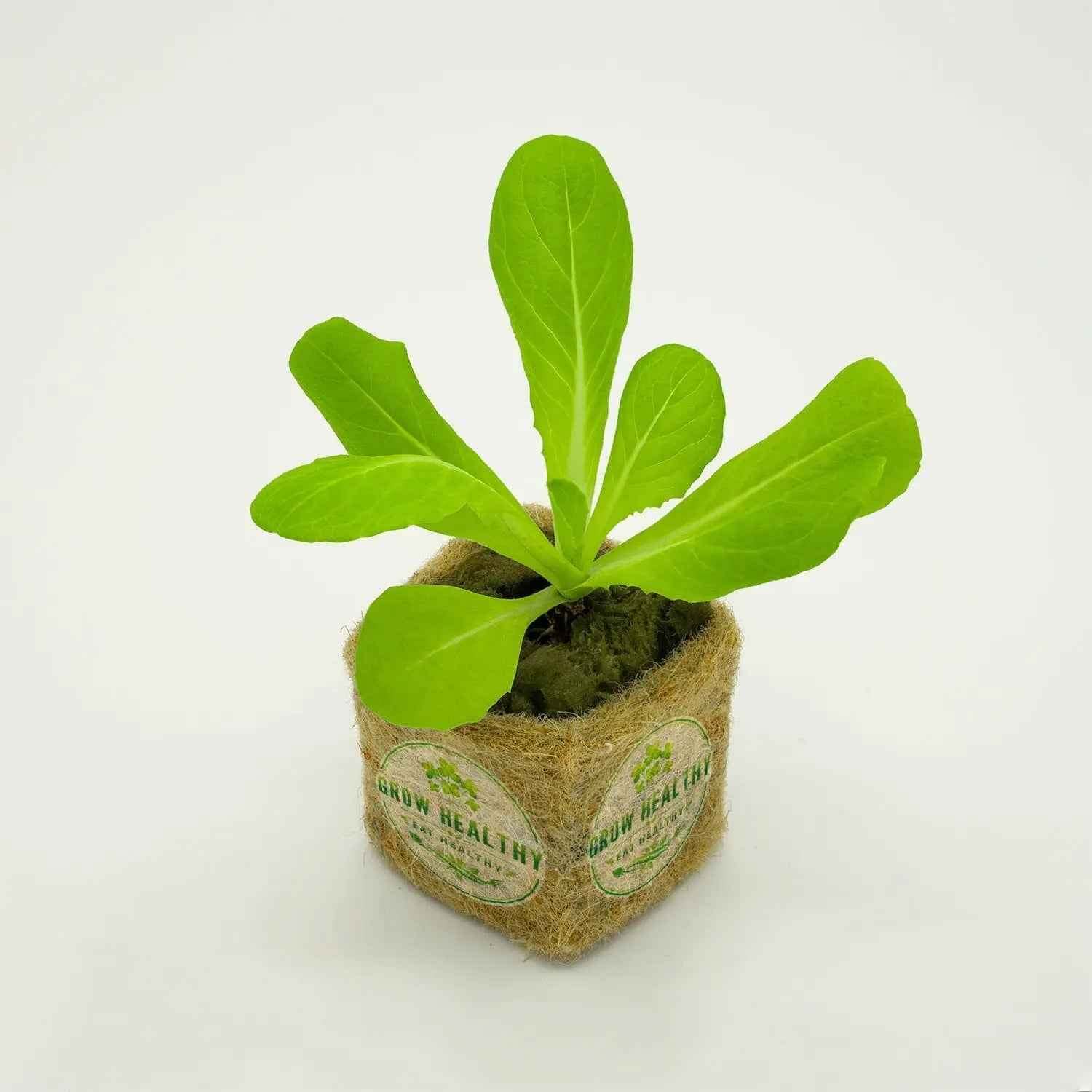 Butterhead Lettuce Hydroponic Seedling