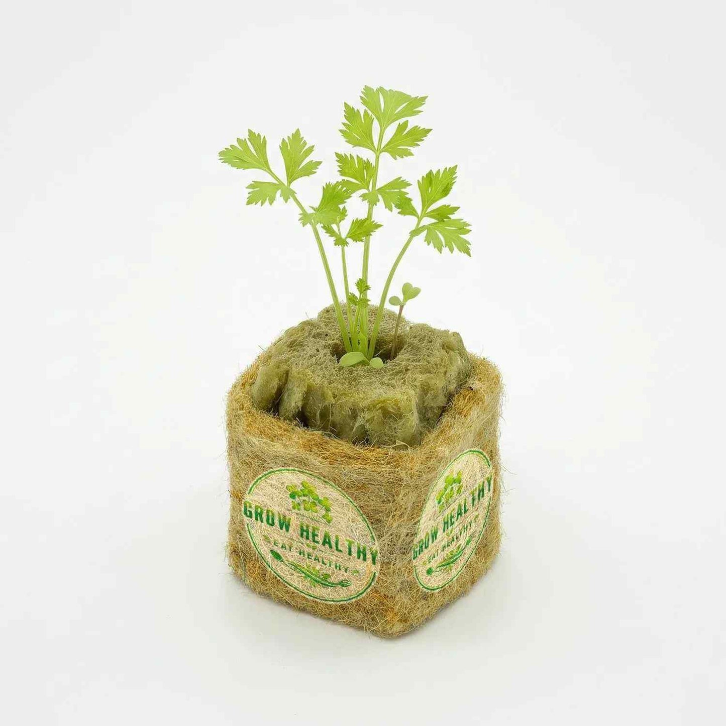 Celery Hydroponic Seedling