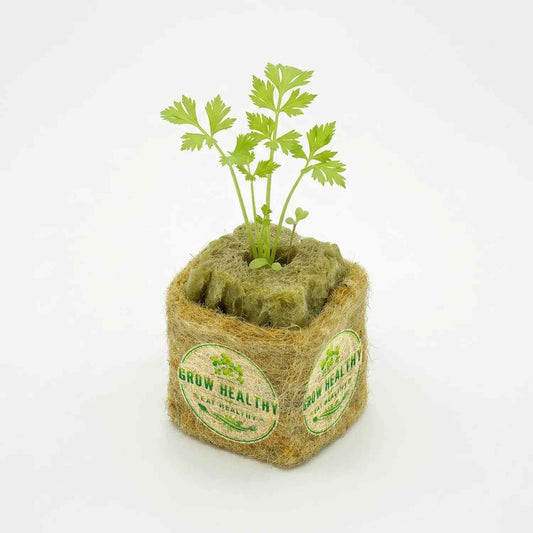 Celery Hydroponic Seedling