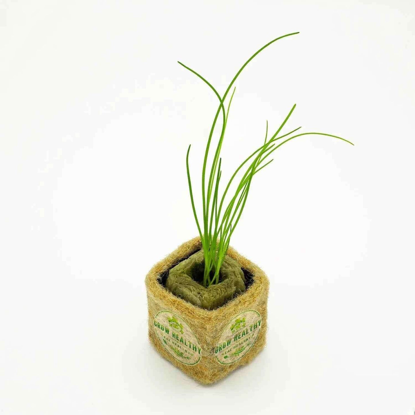 Chive Hydroponic Seedling