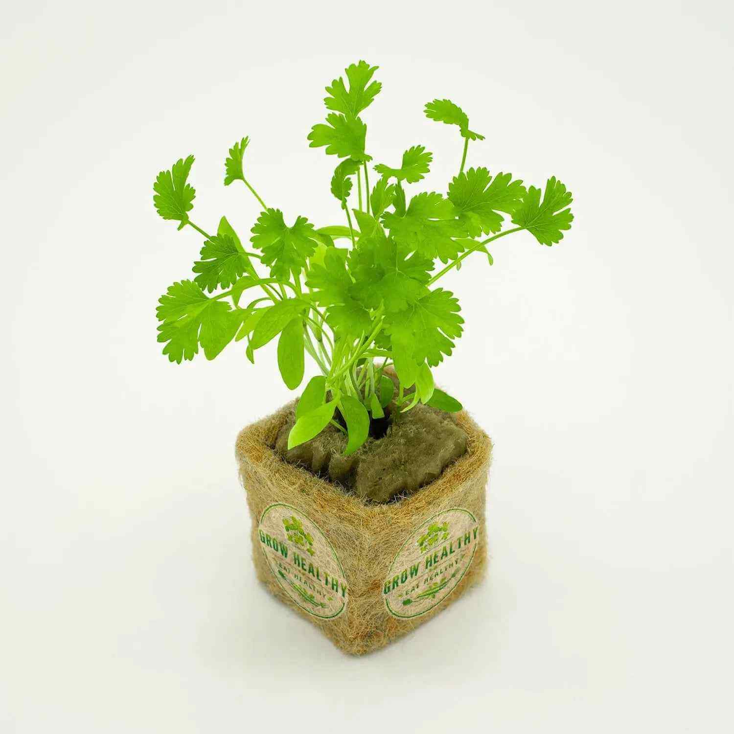 Cilantro Hydroponic Seedling