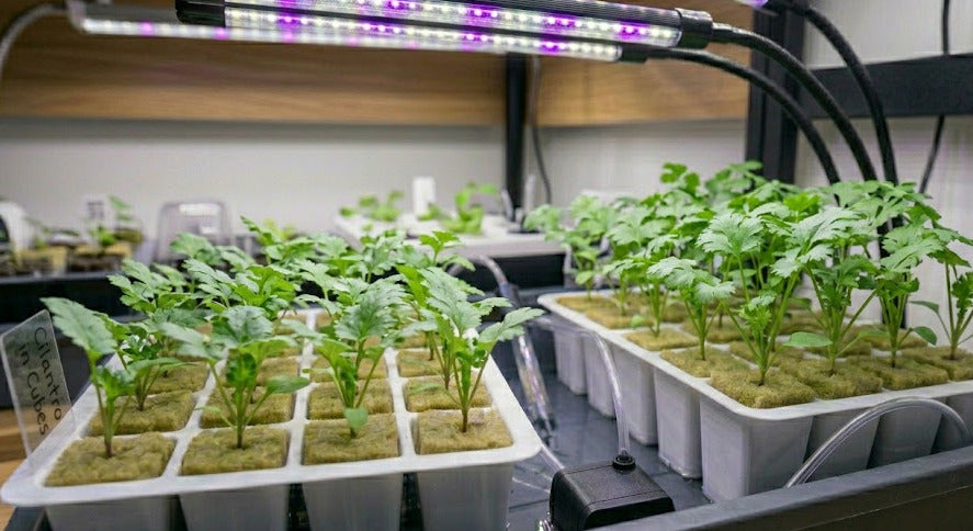 Cilantro Hydroponic Seedling Grow Healthy Eat Healthy