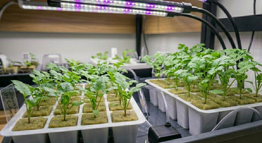 Cilantro Hydroponic Seedling Grow Healthy Eat Healthy