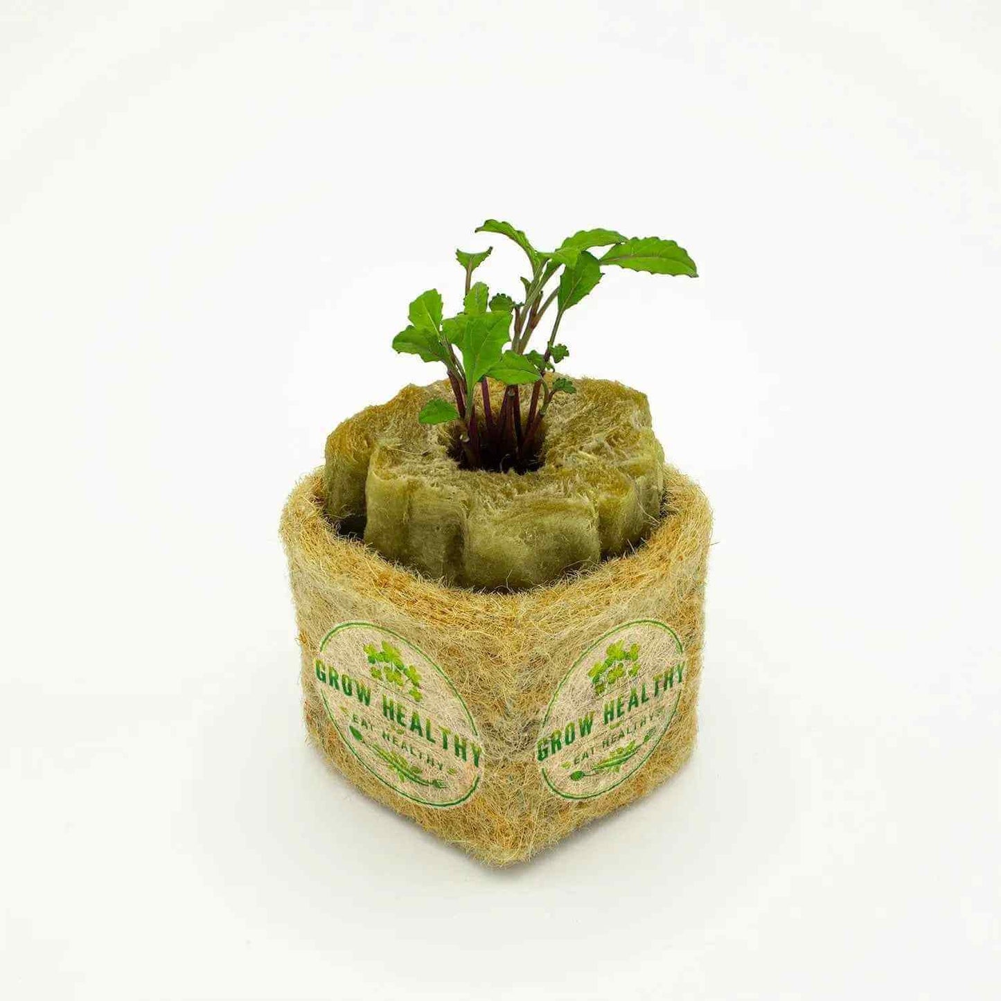 Dazzling Blue Kale Hydroponic Seedling
