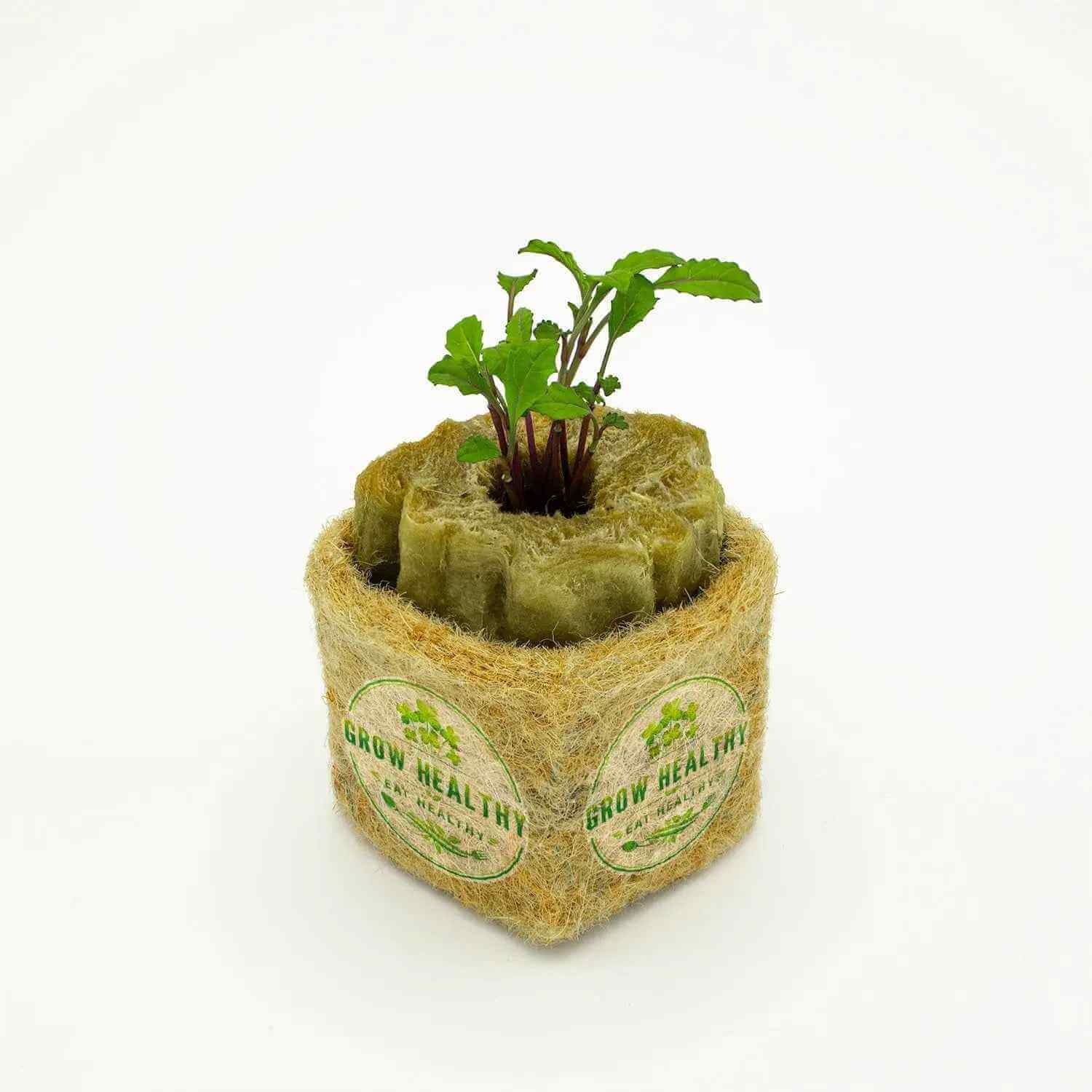Dazzling Blue Kale Hydroponic Seedling