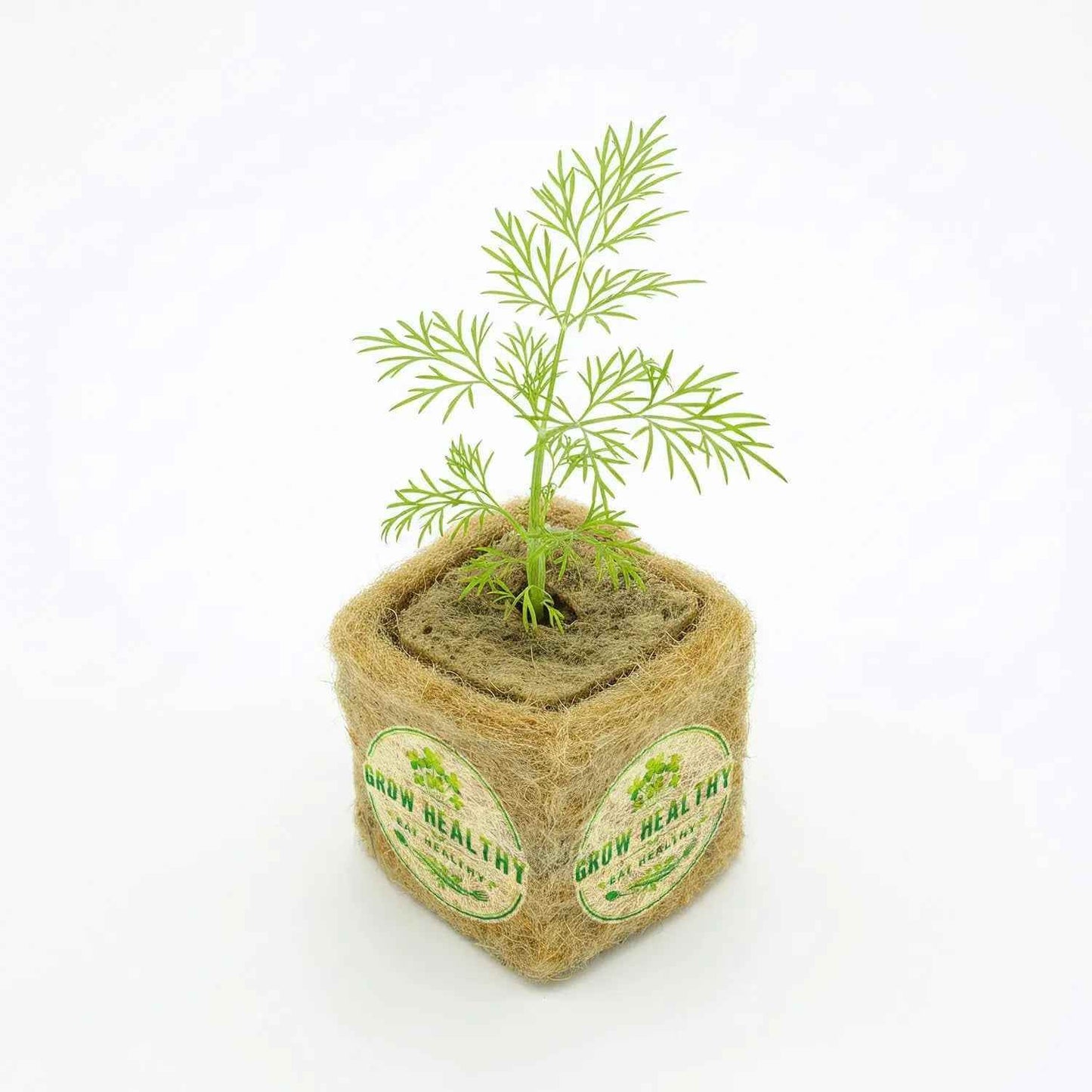 Dill Hydroponic Seedling