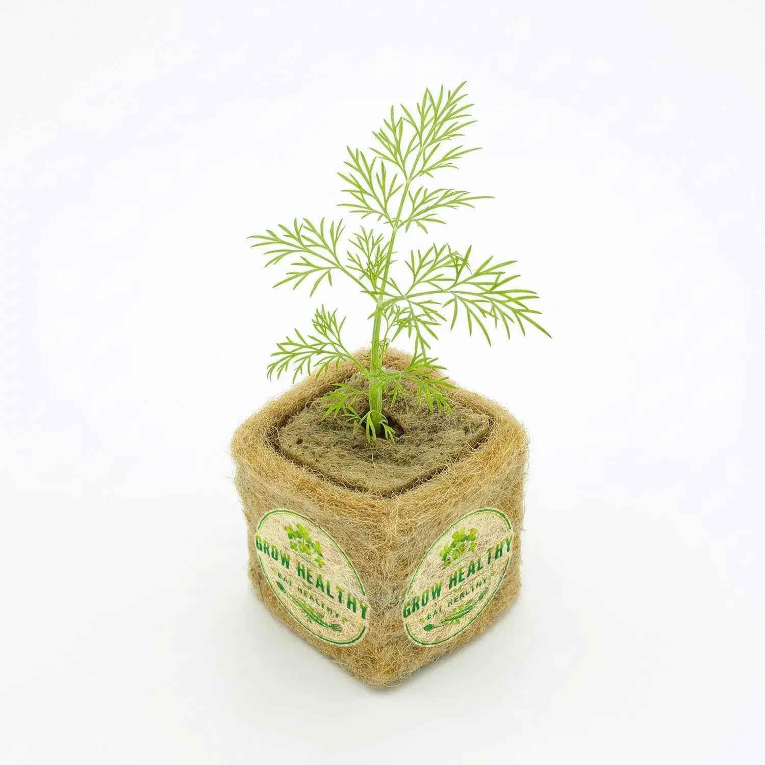 Dill Hydroponic Seedling