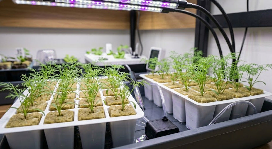 Dill Hydroponic Seedling Grow Healthy Eat Healthy