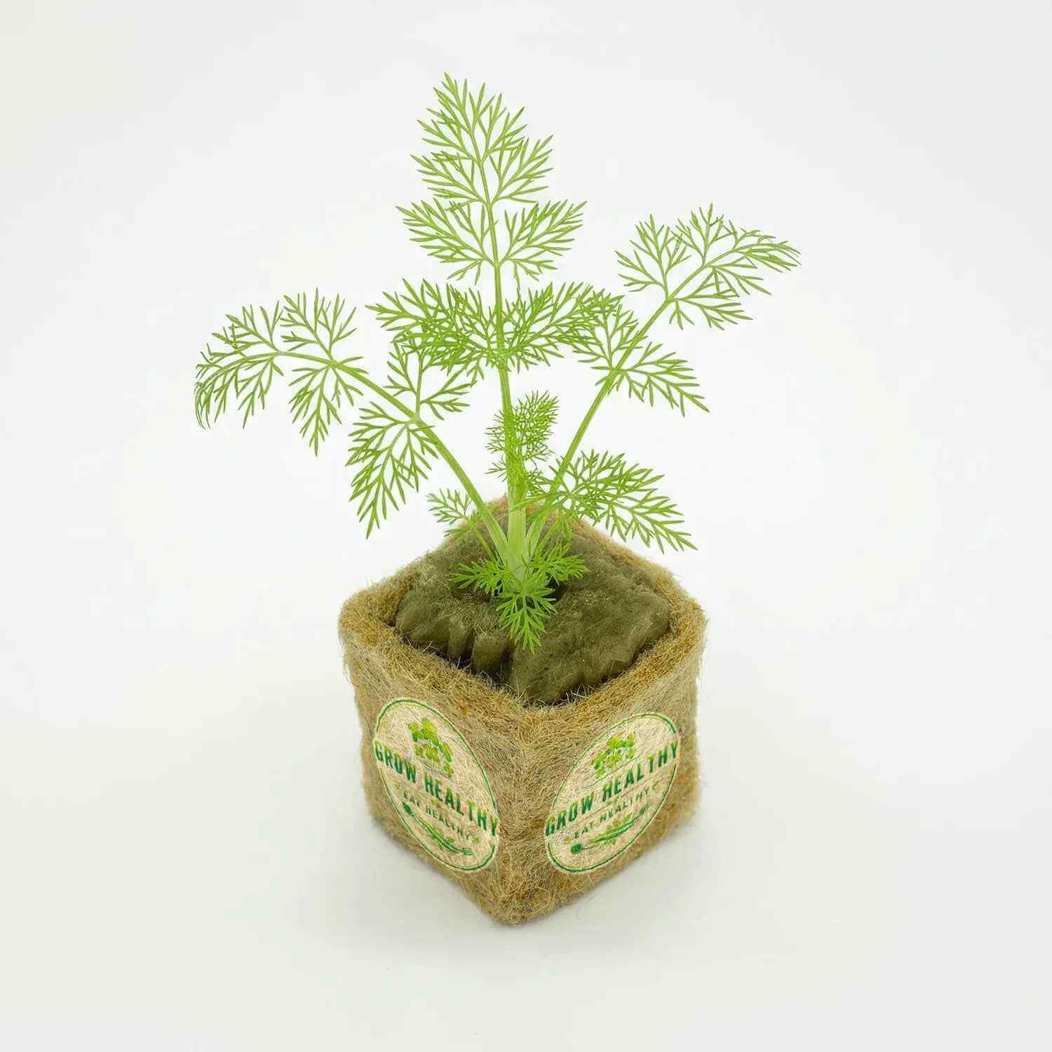 Fennel Hydroponic Seedling