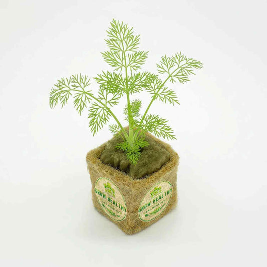 Fennel Hydroponic Seedling