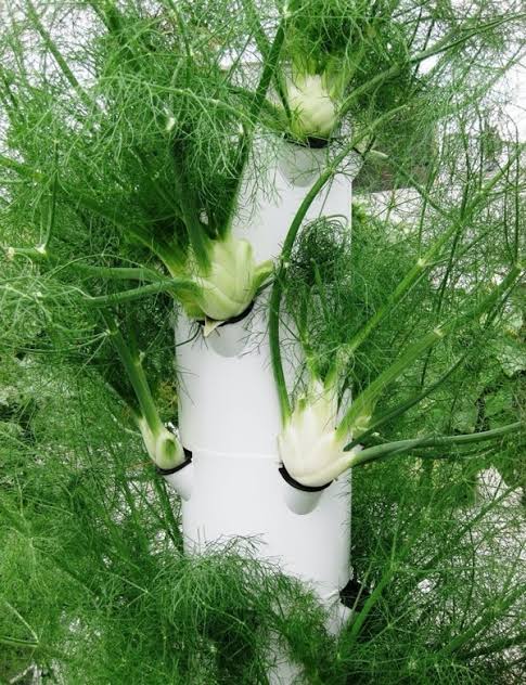 Fennel Hydroponic Seedling Grow Healthy Eat Healthy