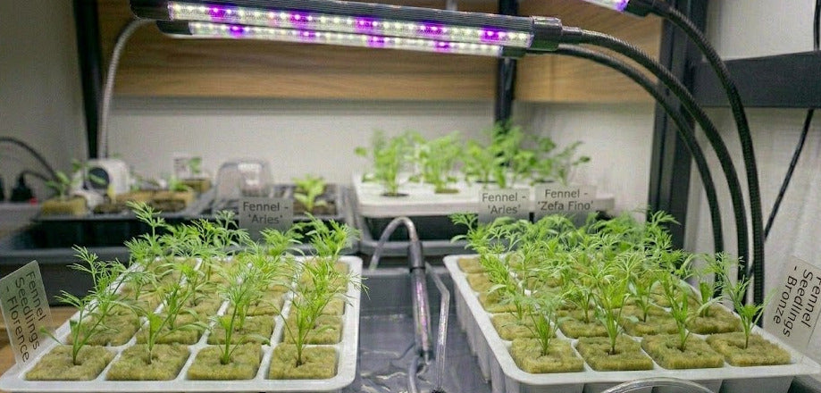 Fennel Hydroponic Seedling Grow Healthy Eat Healthy