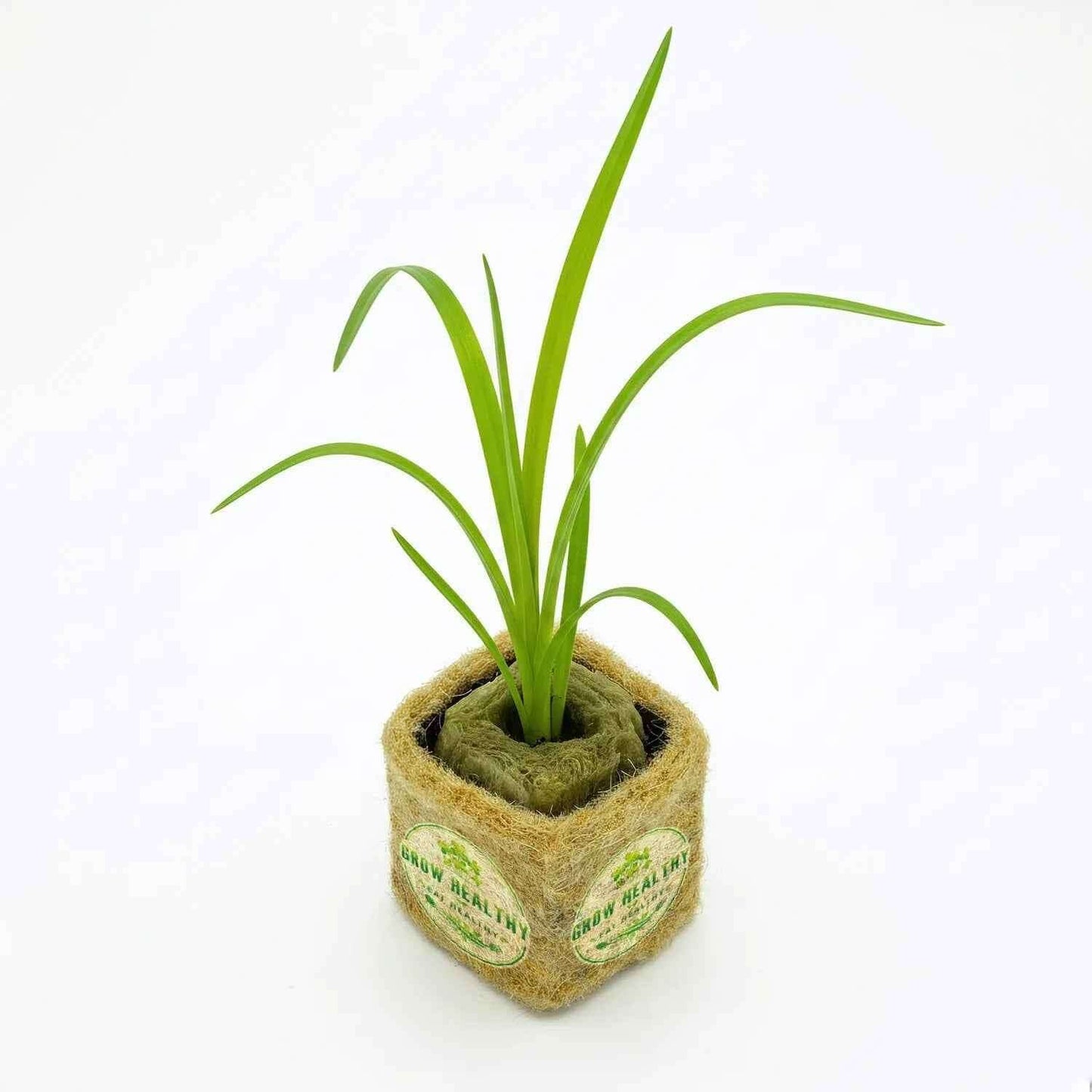Garlic Chive Hydroponic Seedling
