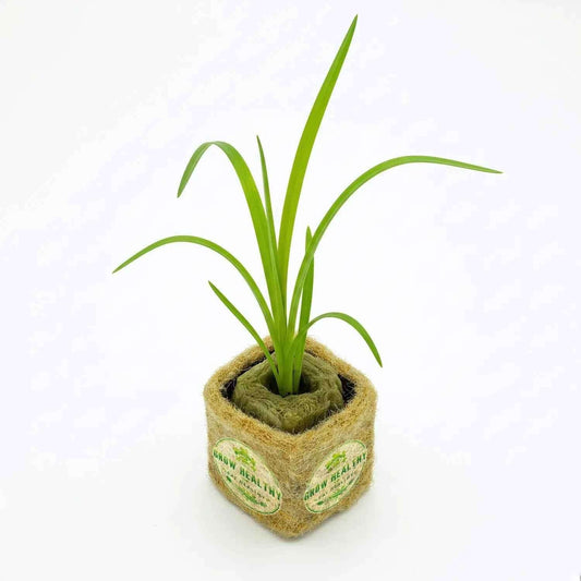 Garlic Chive Hydroponic Seedling