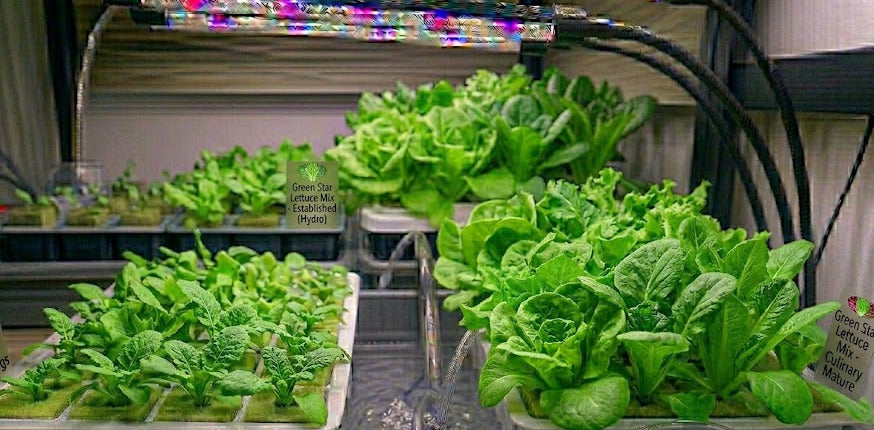 Green Star Lettuce Mix Hydroponic Seedling Grow Healthy Eat Healthy