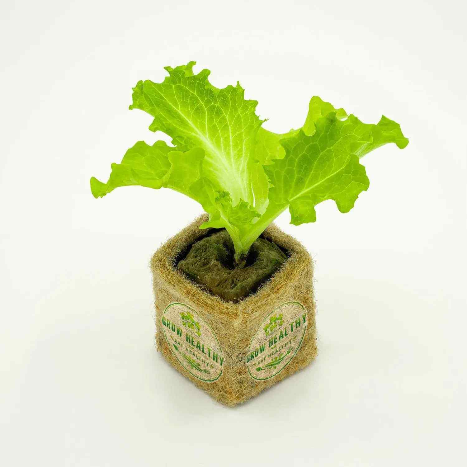 Green Star Lettuce Mix Hydroponic Seedling