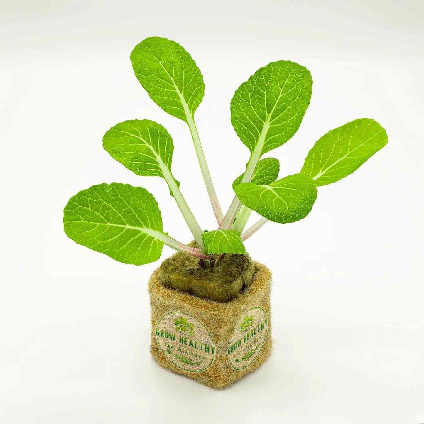 Joi Choi Hydroponic Seedling