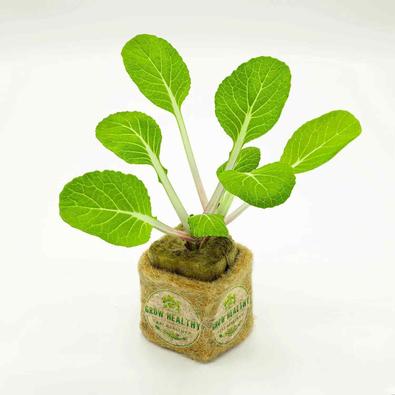 Joi Choi Hydroponic Seedling