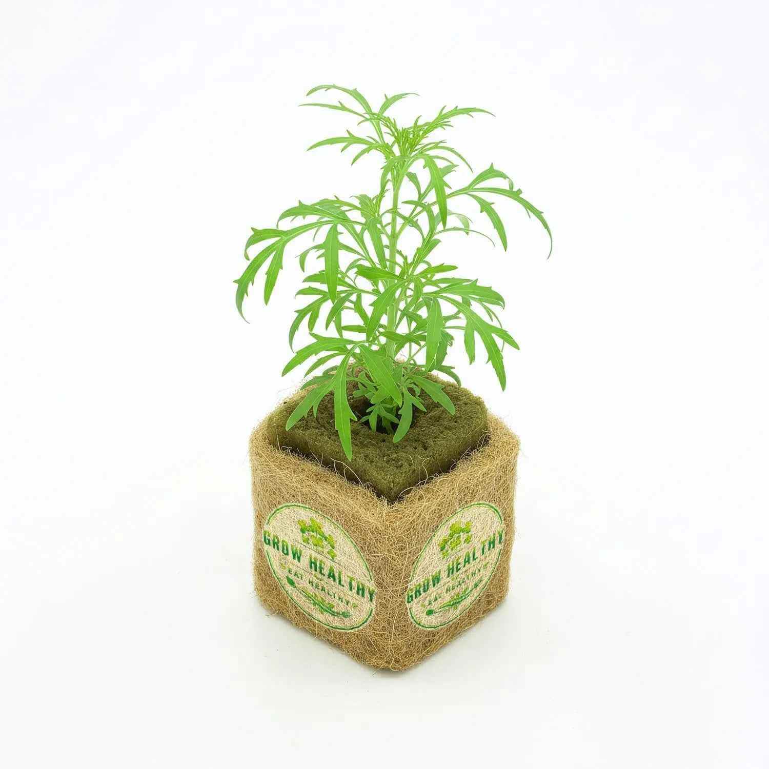 Mexican Tarrragon Hydroponic Seedling
