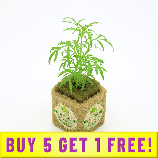 Buy 5 Get 1 Free Mexican Tarragon Seedling