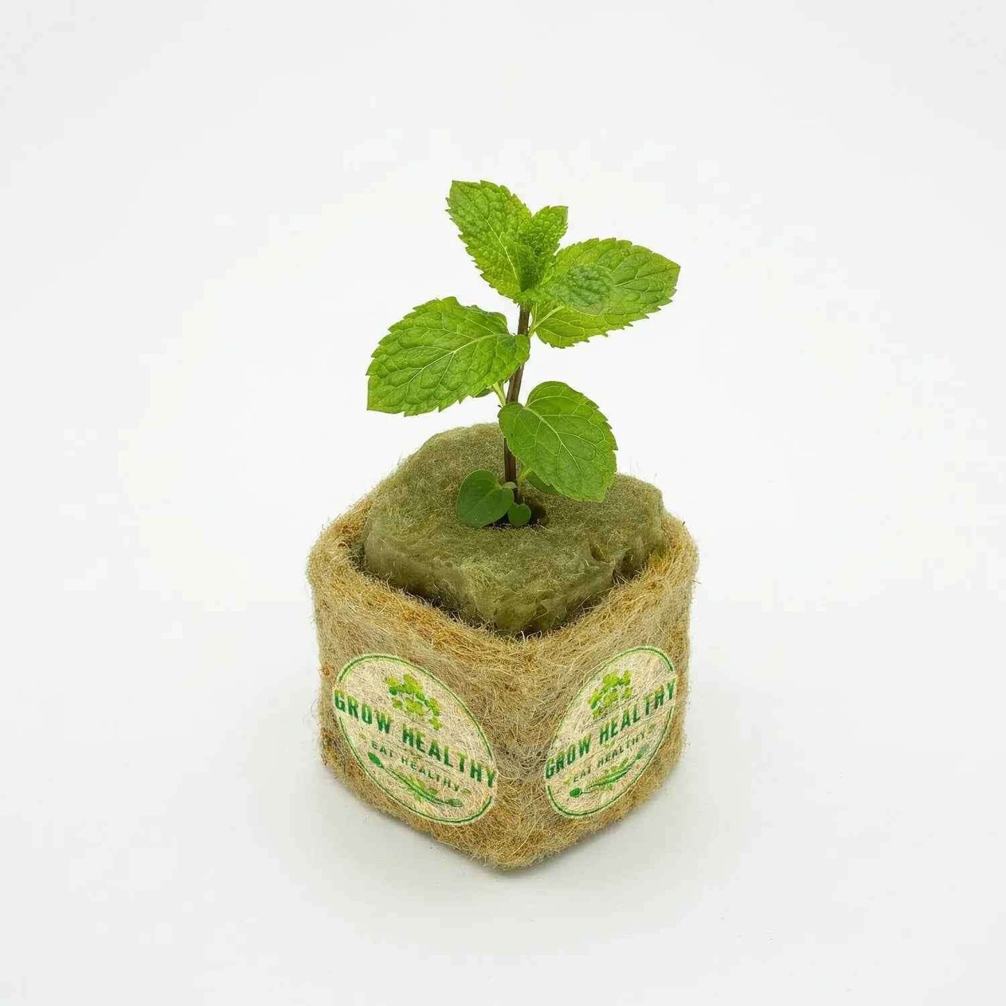 Mint Hydroponic Seedling