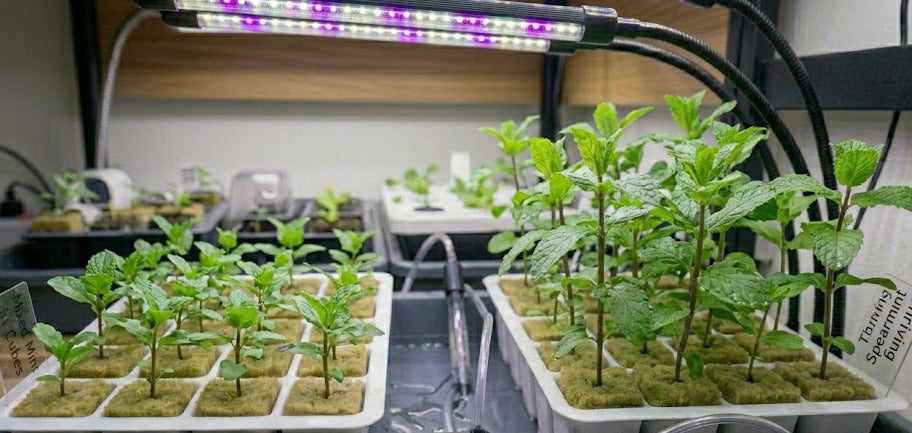 Mint Hydroponic Seedling Grow Healthy Eat Healthy